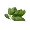 Basil Leaves - Hydroponically Grown - Image 2