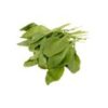 Baby Spinach - Hydroponically Grown - Image 2