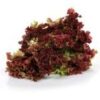 Lettuce - Red