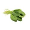 Spinach (Palak) - Image 2