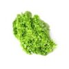 Green Leafy Lettuce - Hydroponically Grown - Image 3