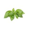 Basil Leaves - Image 2