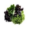 Lettuce Box - Hydroponically Grown - Image 2