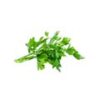 Parsley - Hydroponically Grown - Image 2