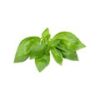 Basil Leaves + Lemon + Mint Leaves Bunch - With roots Combo - Image 3