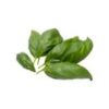 Basil Leaves - Hydroponically Grown