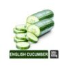 English Cucumber (Kheera)