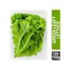 Green Leafy Lettuce - Hydroponically Grown