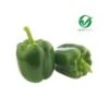Green Capsicum - Organically Grown