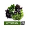 Lettuce Box - Hydroponically Grown