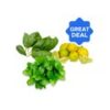 Basil Leaves - Hydroponically Grown + Lemon + Fresh Mint Leaves - without roots Combo