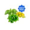 Basil Leaves + Lemon + Fresh Mint Leaves - without roots Combo