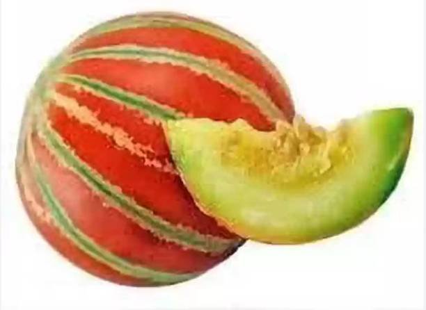 Musk Melon (Kajari)