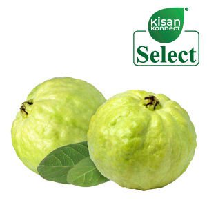 Thai Guava-Select