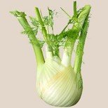 Fennel