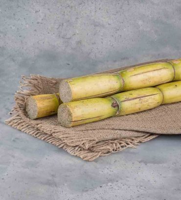 Sugarcane