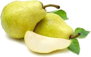 Fresh Pear Green, (Pack of 4).