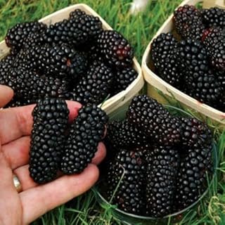 PLANT EXOTIC |Black Mulberry/Shahtoot Plant Bearing Fresh&Healthy |Must-Have Sweet Layering/Grafted For Gardeners |Live Hybrid Plant | All Season Rare Tropical Tasty Fruit Tree