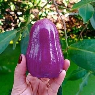 PLANT EXOTIC Purple Java Apple Sweet Tasty Fruit |Dwarf Rose Water Fruit| Love Apple Plant || Grafted Hybrid Tree for Home Garden, Roof |Variety Fruit Jamrul Chamba Layering Apple Plant
