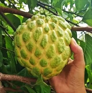 EXOTIC PLANT Dwarf Variety Thai Giant KG Sugar Apple Live Plant (Grafted) Sitafal Fruit/Custard Apple/Sita Phal Sugar/Annona Diversifolia Ilama Sharifa "Fruting Ready Plant"