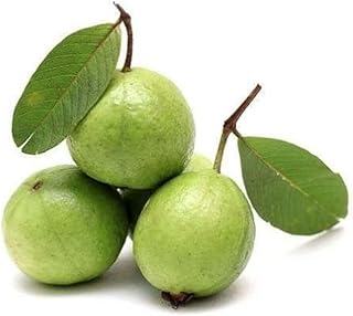 Fresh Guava (Amrudh) Fresh,500 Gram