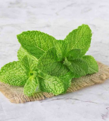 Mint (Cleaned and Packed)