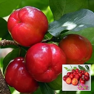 HAPING Barbados Apple Cherry Cherries Layering/Grafted Fruit Live Plant (1-2 Feet Height)