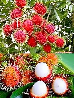 Zoropic Enterprise Rambutan Fruit Plant Pack of 1 | Exotic Tropical Live Plant for Home Garden | High-Yield Sweet Fruit Tree for Balcony, Terrace, Outdoor Farming, Organic Gardening
