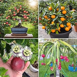Exotic Dwarf Fruit Seeds Collection, 4 Varieties - Apple, Orange, Passion Fruit, Dragon Fruit, Exotic Fruit Seeds Combo