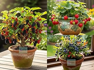Exotic Dwarf Fruit Seeds Combo - 60 Seeds Total (20x Mulberry, 20x Blueberry, 20x Strawberry) | All Season, Easy to Grow for Balcony, Indoor, and Outdoor Home Garden in India