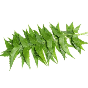 Neem Leaves with Stick(Approx.20g)