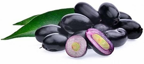 Jamun regular