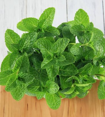 Mint Leaves