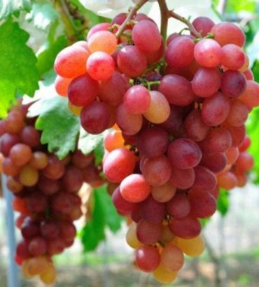 Grapes Red Globe - Indian